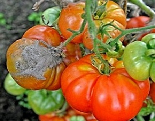 Щеплені томати більш схильні до ураження сірою гниллю